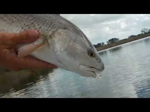 More Texas Redfish