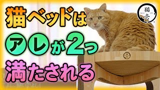 猫にベッドが必要な理由【猫壱 バリバリボウルタワー】