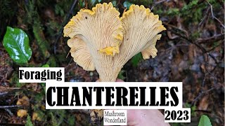 Chanterelle foraging  and mushroom ID, November 2023