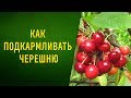 Как подкармливать черешню