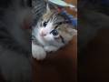 保護した子猫、お隣さんちにもらわれて（詳しくはコメント欄） #保護猫 #子猫 #猫