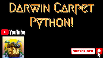 Darwin Carpet Python!
