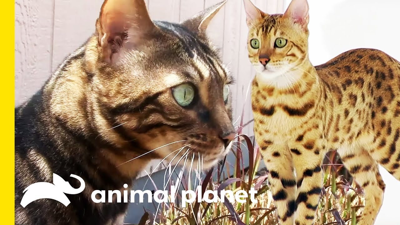 These Beautiful Bengal Cats Are Incredibly Intelligent Cats 101 Youtube