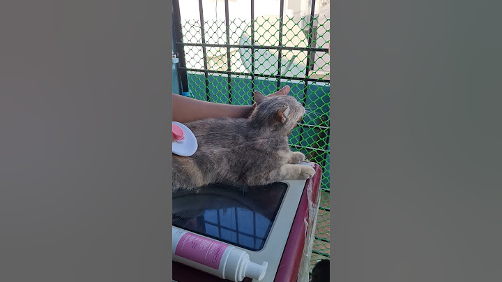 Momo's mind voice while daily brushing! #cats #catshorts #catlover #catsofyoutube