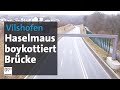 Haselmaus verschmäht ihre Brücke | Abendschau | BR24