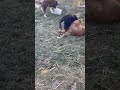 Doggies playing together #dog#adorable#puppy#dogs#cute#playing