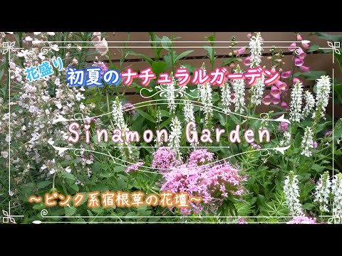 ガーデニング】初夏のナチュラルガーデン！｜咲き揃ったピンク系主体の