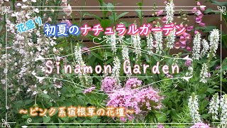 ガーデニング】初夏のナチュラルガーデン！｜咲き揃ったピンク系