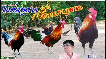 ไก่ต่อหูขาวสายพันธ์ุเทือกเขาภูพาน