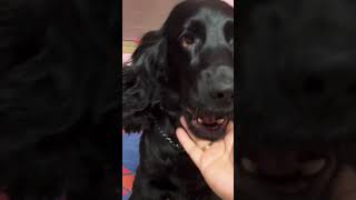 Panda❤The Spaniel || Funny || English Cocker Spaniel #cute #englishcockerspaniel #doglover #pets