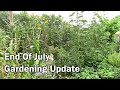 End Of July Gardening Update - Where Are You Watching From?