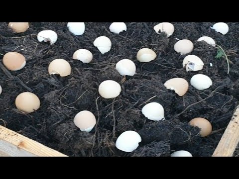 Video: Mulch Only Gardens - Տեղեկություն հողի տեղում ցանքածածկ օգտագործելու մասին
