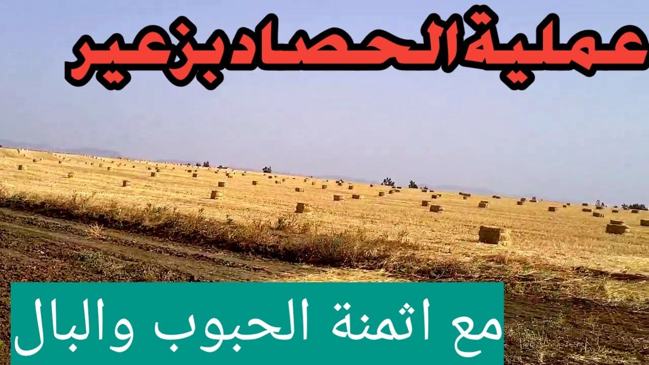 هده اثمنة الحبوب والبال | الفلاحة بمنطقة زعير - YouTube