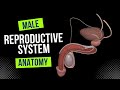 Male Genital System (Internal & External) - Anatomy