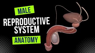 Male Genital System (Internal & External) - Anatomy