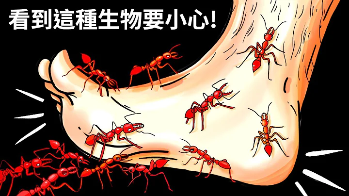 14種危險的蟲類正在你的腳底下爬行 - 天天要聞