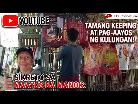 Sikreto sa Maayos na Manok: Ang Tamang "Keeping" at Pag-aayos ng Kanilang Bahay