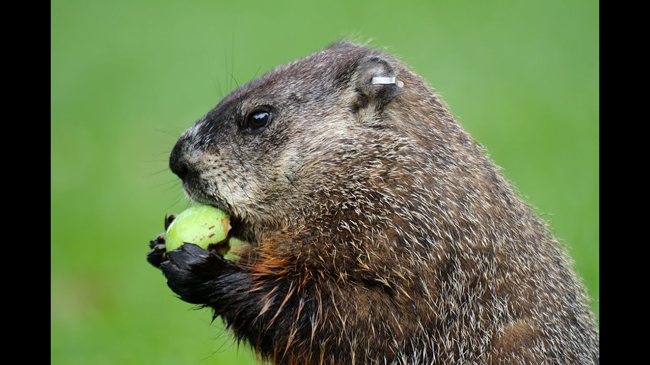 호구[마멋, 그라운드호그(Woodchuck)] YouTube