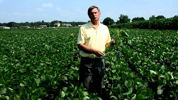 Effect of Soybean Planting Date on Growth and Development