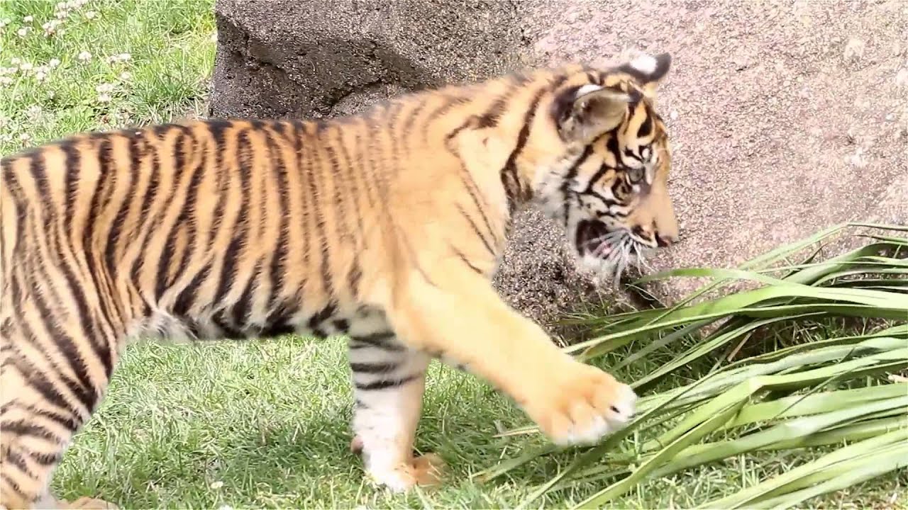 Endangered Sumatran Tiger Cub Kali Plays with Palm Fronds