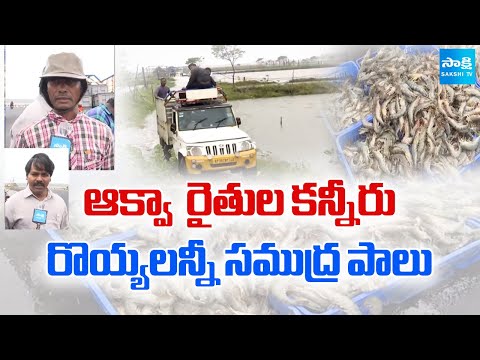Montha Cyclone Effect: రొయ్య రైతుల కన్నీరు | Aqua Farmers Huge Loss Due To Heavy Rains | @SakshiTV - SAKSHITV