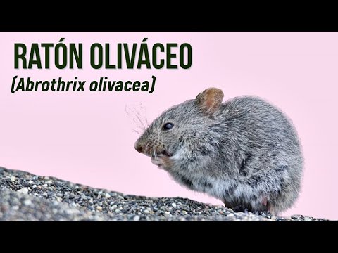 Ratón oliváceo (Abrothrix olivacea) - Mamíferos # 07 - YouTube