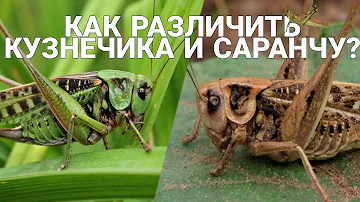 КАК РАЗЛИЧИТЬ КУЗНЕЧИКА И САРАНЧУ?