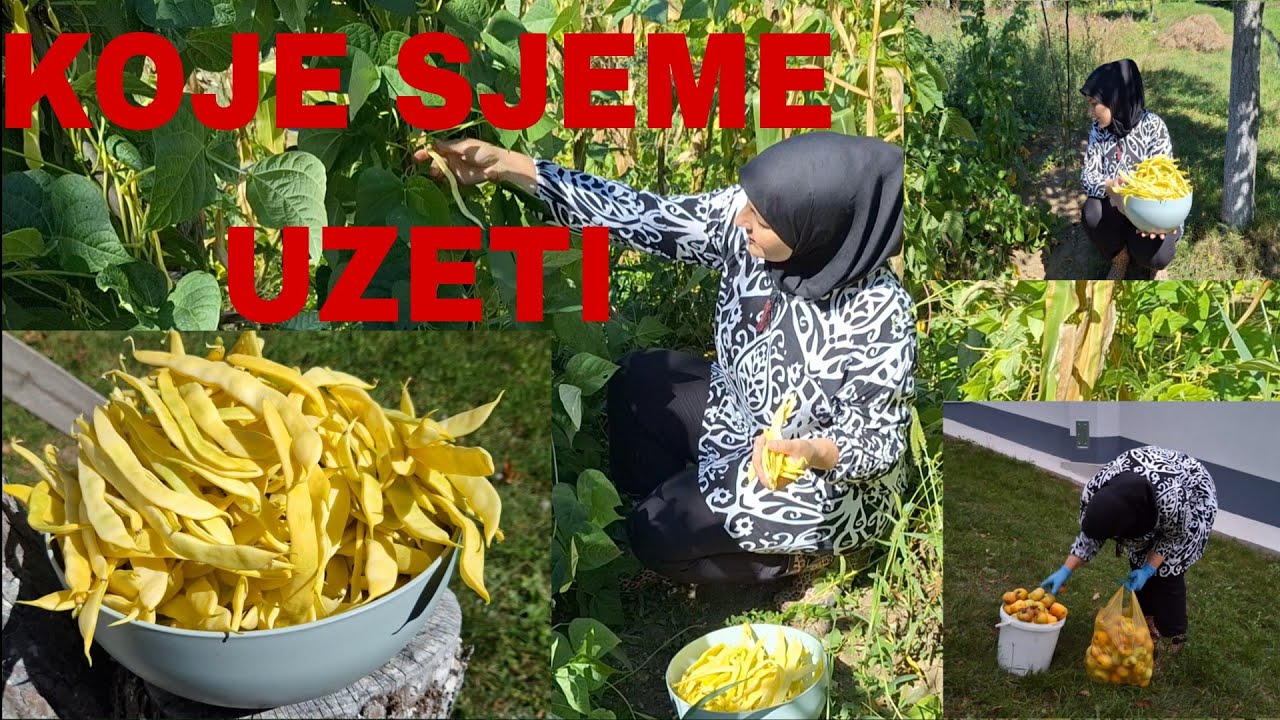 Isplati li se uzimati novo sjeme svaki put iznova❓️MAHUNE🫛za zamrzivač,JABUKE🍏za džem❗️