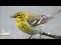 рџ ќрџ ќрџ ќBird Natural Sound Pine Warblerрџ ќрџ ќрџ ќ рџ ќрџ ќрџ ќBird Natural Sound Pine Warblerрџ ќрџ ќрџ ќ