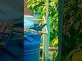 #🔱🕊️kabutar ke liye song yahan ka Mausam bada hasi Hai# short# video #viral #🇮🇳