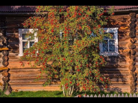 «Уральская рябинушка»  Поёт Уральский Русский народный хор