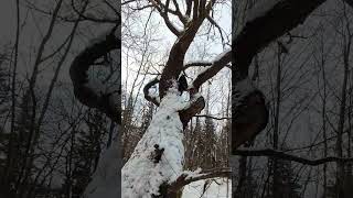 Фіона Залізла Високо На Дерево Jagdterrier