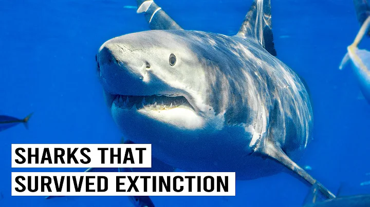 Great White Sharks: The 380 Million Year Old Predator thumbnail