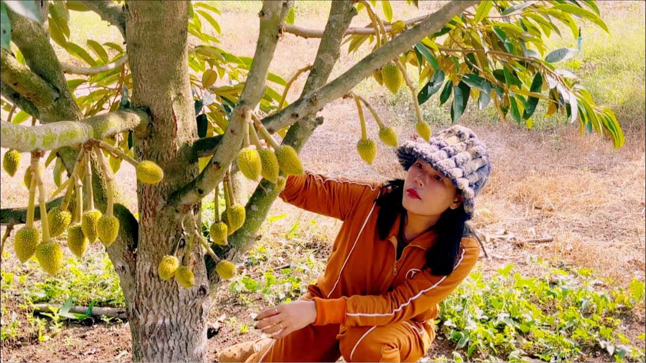 This morning, I went to fertilize the durian trees so they would grow quickly.@SokleangFamilylife