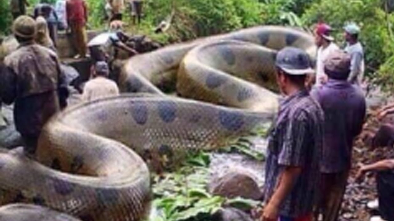 世界一大きい蛇