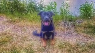 Stella GSD/Rottweiler | Best Trained Dogs of OR | Portland OffLeash K9 Training