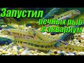 Запустил в аквариум речных рыб [Запустил в аквариум щиповок, ротанов и вьюнов]