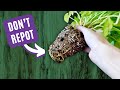 12 deadly repotting mistakes to avoid