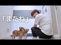 【犬7頭と暮らすおっさん】卒業の2人にありがとうの気持ちを込めて【子犬の卒業】