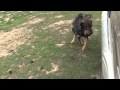 Tajik shepherd dog attacks a car and bites a tire