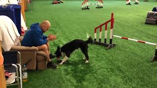 OneMind Dogs - Lazy day in agility by OneMind Dogs 744 views 2 months ago 1 minute, 14 seconds