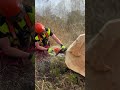 Stihl MS 500i #chainsawman #forestry #wood #chainsaw #chainsawmanedit #wald #forstwirtschaft #tree