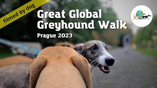 Great Global Greyhound Walk Prague 2023 filmed by dog with camera by One Dog Show 596 views 7 months ago 5 minutes, 58 seconds