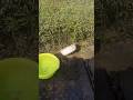 Pure copper brushless blower.It have Clean Dust on construction sites and water. # viral video...