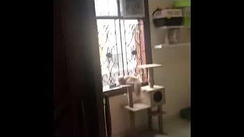 Watch the video about Makanan kucing. Makanan kucing royal canin. Makanan kucing kitten. Makanan kucing baby and mother