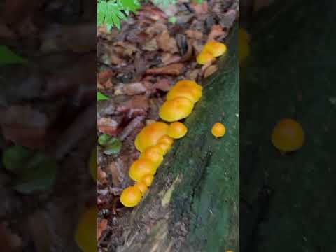 버섯 2 유튜브 쇼츠 썸네일
