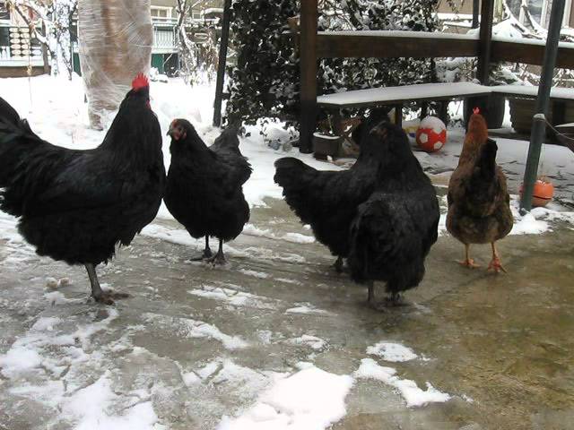Черен Австралорп / Black Australorp