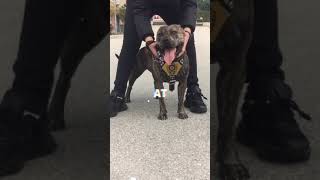 Amstaff Mina İlk Videomuz