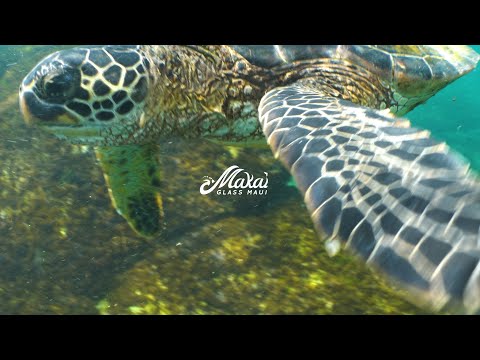 Makai Glass MAUI - The STORY of MAKAI's glass ARTISTS inspired by LIFE on MAUI