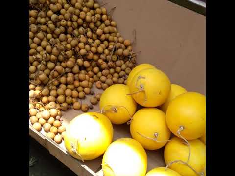 macam-macam buah lokal dan impor